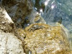 chorvacko_2010_207.JPG