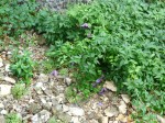 chorvacko_2010_480.JPG