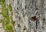 Jméno souboru : DSC_1594_u.jpg
Velikost souboru : 830KB
Rozměry : 1536x1064
Datum přidání : Září 29, 2014 DSC_1594_u.jpg