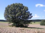 SNC00343.jpg