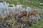 Jméno souboru : DSC_6165_upn.jpg
Velikost souboru : 1137KB
Rozměry : 1600x1064
Datum přidání : Květen 07, 2017 DSC_6165_upn.jpg